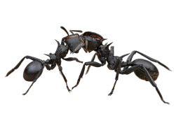 fourmi balle de fusil