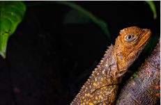 connaitre la biodiversite ancre page service