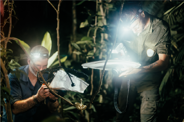 immersion dans la foret tropicale