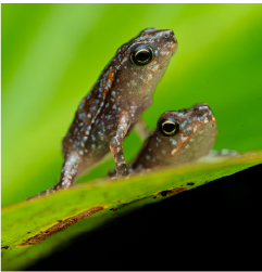 photographie amphibiens