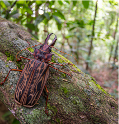 photographie de la faune tropicale
