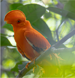 photographie oiseaux